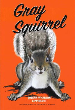 Image of Gray Squirrel