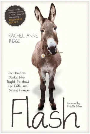 Flash: The Homeless Donkey