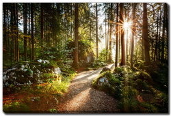 Image of Sunlit Forest Wall Canvas 30 x 45