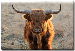 Image of Scottish Highlander 16’x20′