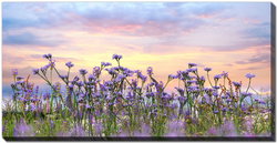Image of Wildflowers at Sunset Canvas 20’x40′