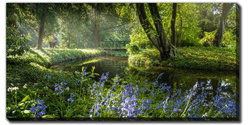 Image of Early Sunshine Bluebells 20’x 40′