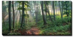 Image of Natural Beech Canvas 20″x40″