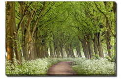 Image of Cow Parsley Curve Canvas 22″x28″