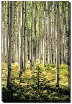 Image of Small and Tall Canvas “22×28”