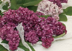 Image of Magnet Lilacs & Lace when sold out