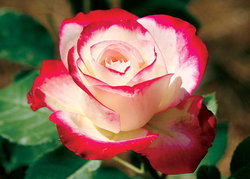 Image of Magnet Red Edged Roses when sold out