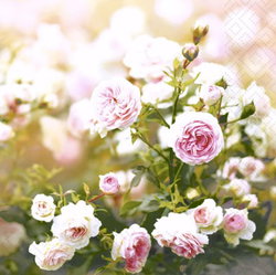 Image of Rose Dream – Luncheon Napkin