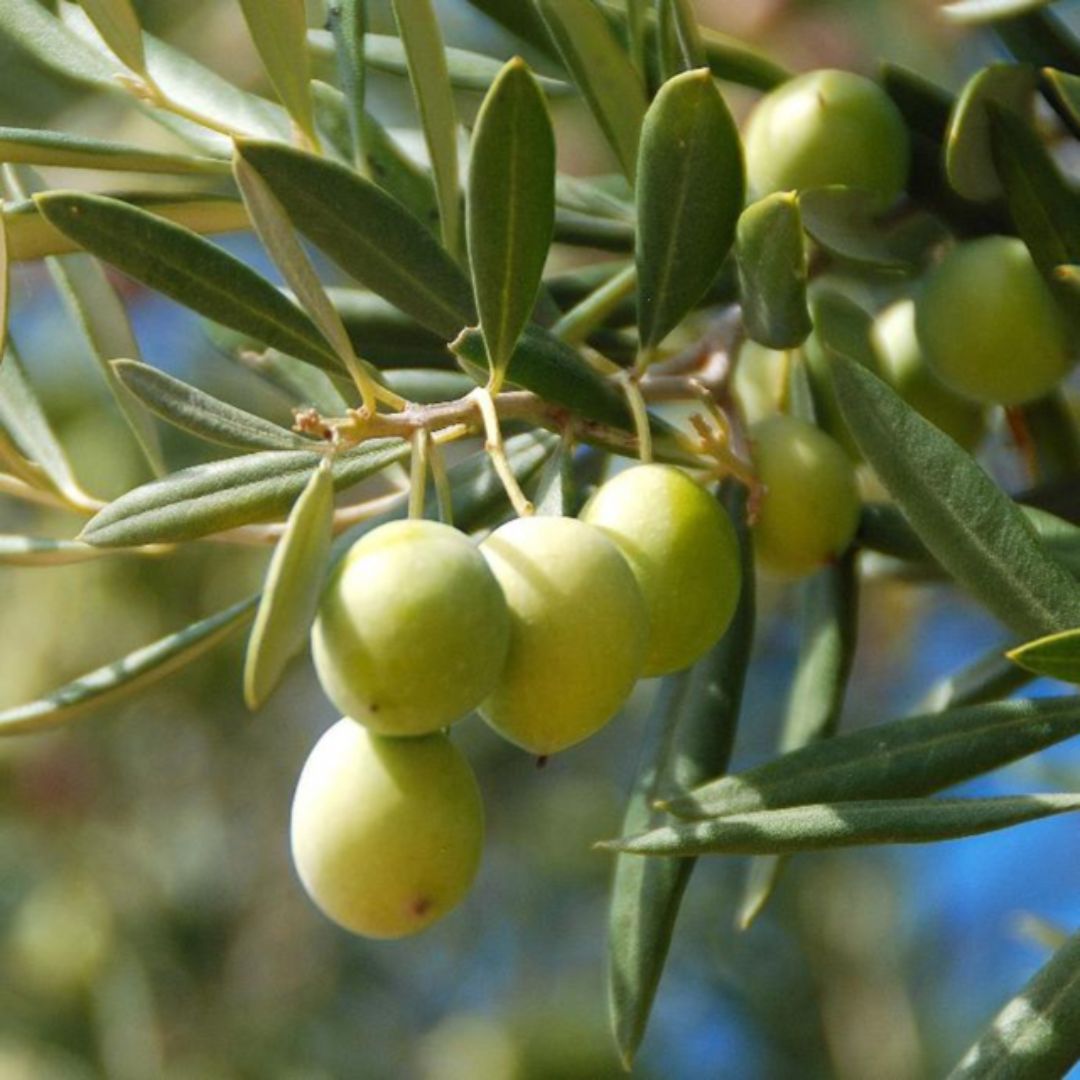 440-1019 Product Image 4