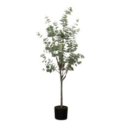 Image of 49′ Eucalyptus Tree