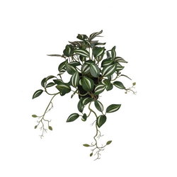 Image of Hanging Plant