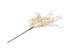 Image of Muehlenbeckia Branch