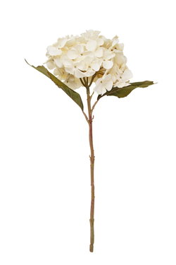 Image of Hydrangea Branch