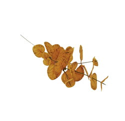 Image of Ocher Leave Branch