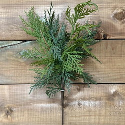Image of 17′ Fresh Touch Northern White Cedar Spray