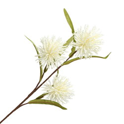 Image of Wildflower Stem 25′ x 3′ Cream