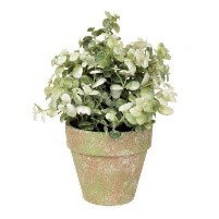 Image of White Leaf Greenery in Distressed Pot