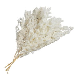 Image of Preserved Pine 27′