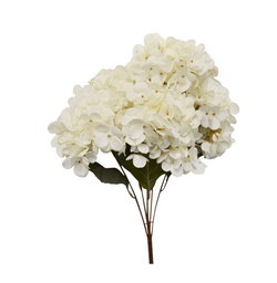 Image of Bunch Hydragea White