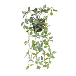 Image of Long Haning Plant