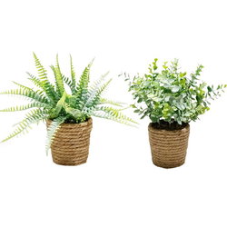 Image of 2 ASST Plant In Twine Basket (Sold Individually)