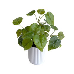 Image of Ivy Plant
