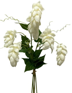 Image of 25.5′ Fresh Touch White Hops Bundle w/ 5 Stems