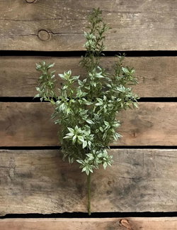 Image of 19′ Tea Leaf Bush