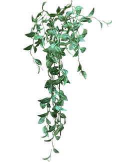 Image of 42′ Pereskia Aculeata Hanging Spray