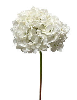 Image of 23′ White Dried Look Hydrangea Stem
