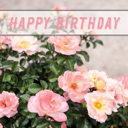 Image of Card Individual Happy Birthday Jeremiah 29:11