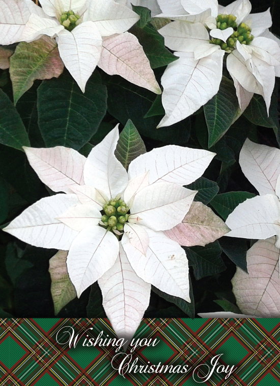 540-0582 Product Image 12