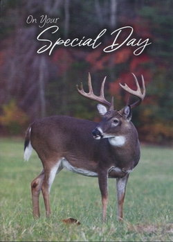 Image of Wild Animal Babies Birthday – Boxed Greeting Cards