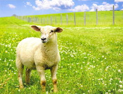 Image of Attendance Chart – Sheep Meadow