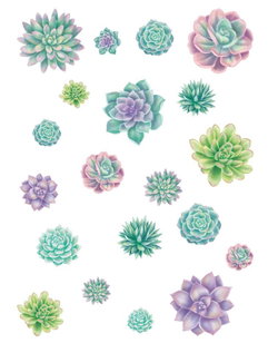 Image of Rustic Bloom Succulent Accents- Assorted Sizes