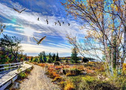 Image of 500 Pc Puzzle Mcgregor Wildlife