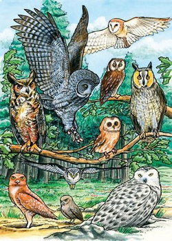 Image of North American Owls – 35 pc Tray Puzzle