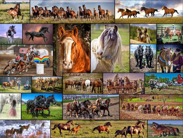 Image of Puzzle Horse Collage 1000 Pc.