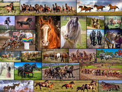 Image of Puzzle Horse Collage 1000 Pc.