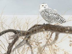 Image of Puzzle Fallen Willow Snowy Owl 500 pc