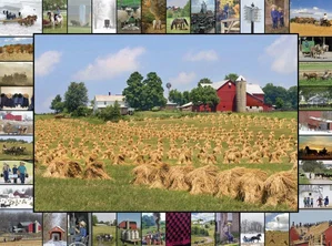 Puzzle Golden Grain 1000 Pc.