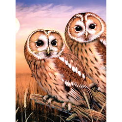 Image of Paint By Number Junior Small Tawny Owls