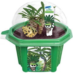 Image of Matt the Madagascar Mini Palm Micro Dome