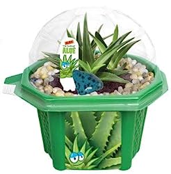 Alex the Soothing Aloe Micro Dome