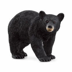 Image of American Black Bear