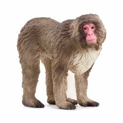 Image of Japanese Macaque