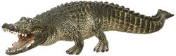 Image of Alligator