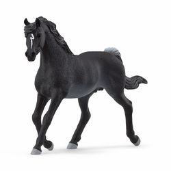 Image of Rabicano Arabian Stallion