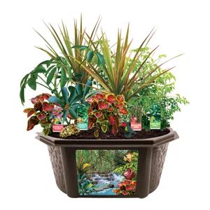 Tropical Rainforest Jungle