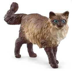 Image of Ragdoll Cat